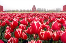 Holandsko - květinové korzo a Floriade - Nizozemsko