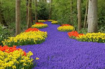 Holandsko - země tulipánů a květinové korzo - Nizozemsko
