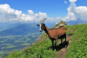 Kitzbühelské Alpy: pohodová turistika lanovkami - Rakousko - Kitzbühel