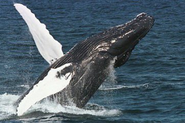 Luxusní okruh po Dominikánské republice s pozorováním velryb - Dominikánská republika