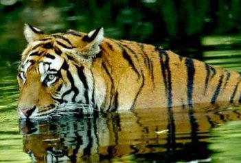 Objevování Indie a tygří safari v NP Corbett - Indie