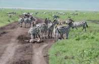 Poznávací zájezd Keňa, Tanzánie - Mt.Kenya, safari v 4NP, ostrov Zanzibar - Keňa