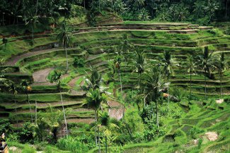 Za krásami ostrova bohů - Bali - Indonésie