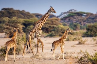 2 Dny Na Safari Selous S Relaxem Na Zanzibaru - Tanzanie - Zanzibar