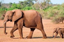 3 Dny Na Safari Selous S Relaxem Na Zanzibaru - Tanzanie - Zanzibar