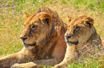 Safari v Tanzanii a Zanzibar